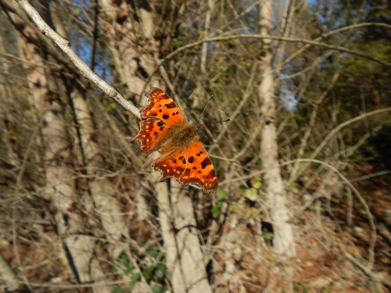 Polygonia c-album : le ultime ...